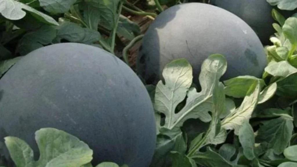 Melancia preta atrai mercado com sabor único e aparência exótica