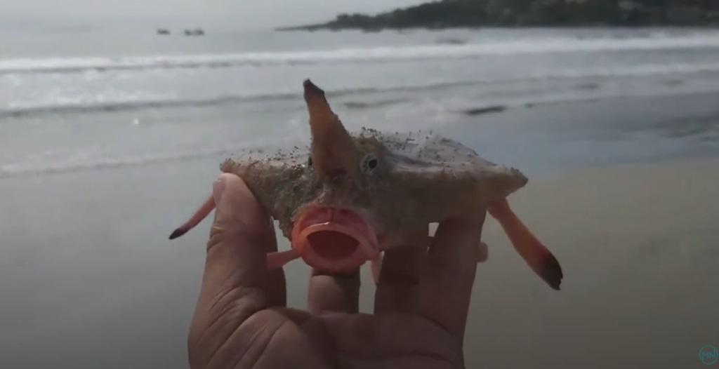 Assustador e inofensivo: conheça o peixe-morcego