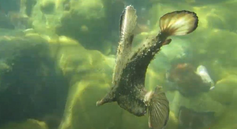 Assustador e inofensivo: conheça o peixe-morcego