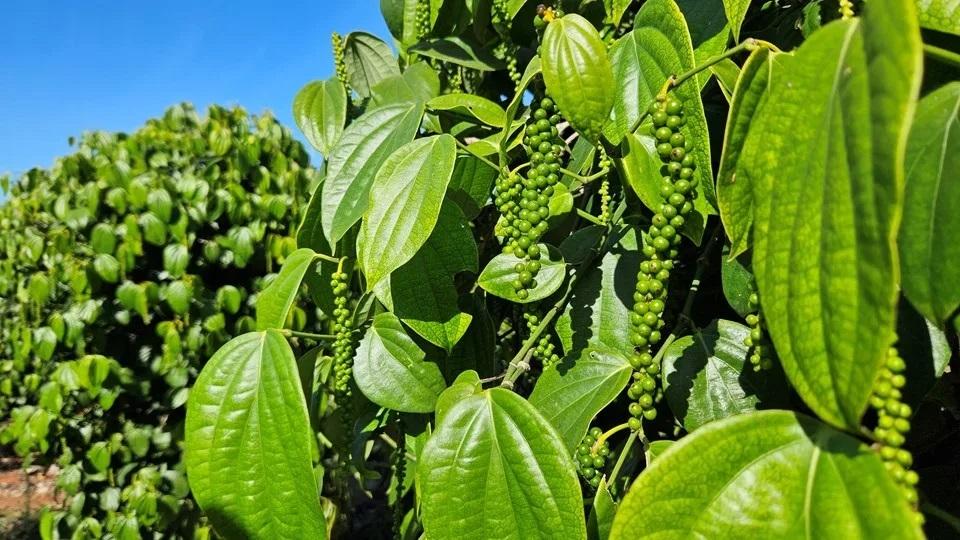 Exportações do agro capixaba crescem 26% e produtos são vendidos em 100 países