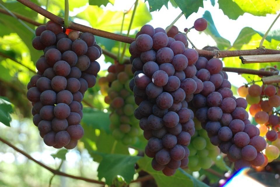 Pesquisa apresenta diagnóstico da produção e do processamento de uva no Espírito Santo