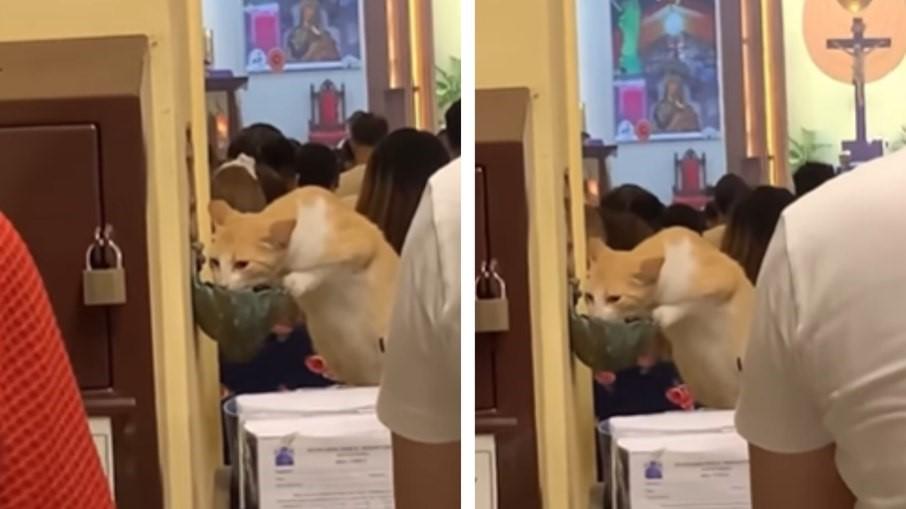 Gato aproveita descuido de fiéis e bebe água benta em igreja