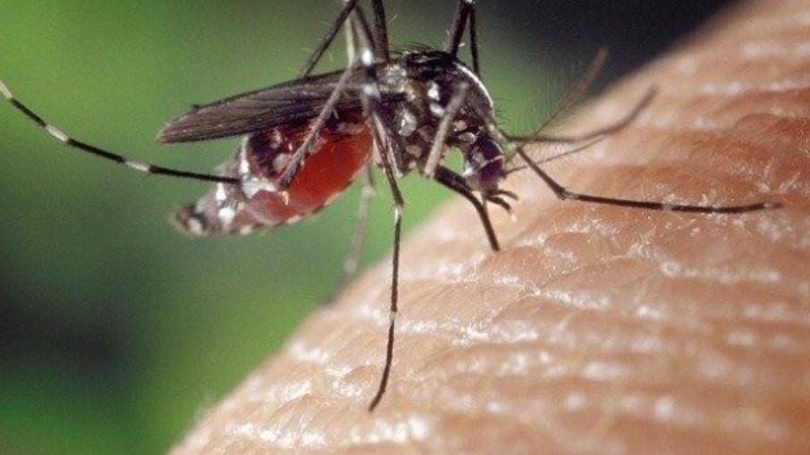 Brasil ultrapassa a marca de 1 milhão de casos de dengue em 2025