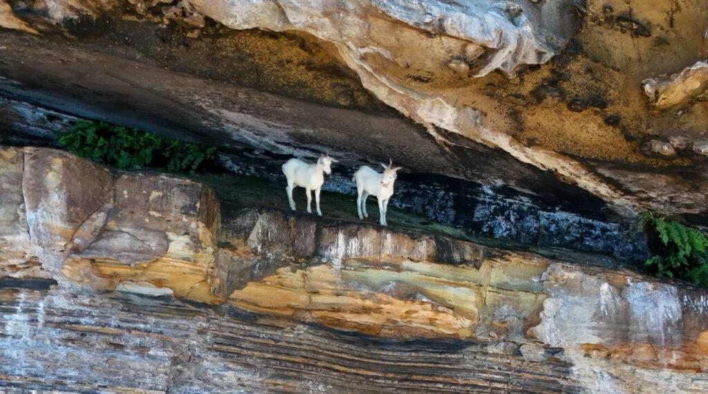 Cabras que viveram 200 anos sem água deixam ilha na Bahia