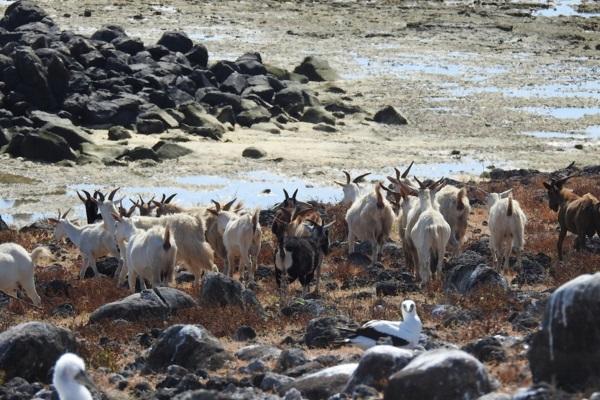 Cabras que viveram 200 anos sem água deixam ilha na Bahia