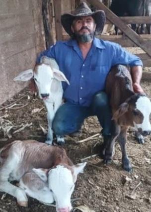 Vaca dá à luz trigêmeos em caso raro na pecuária