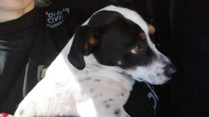 Cachorro ganha indenização por danos morais de ex-tutor após sofrer maus-tratos