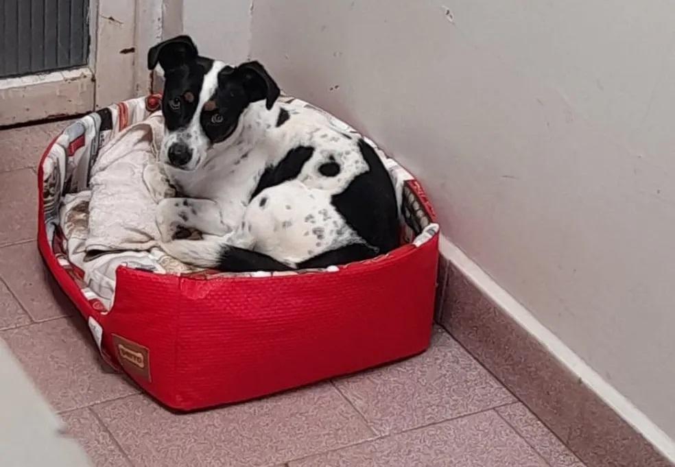 Cachorro ganha indenização por danos morais de ex-tutor após sofrer maus-tratos