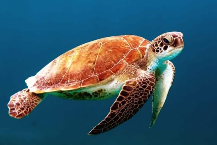 Por que as tartarugas vivem tanto tempo e outros animais, tão pouco?