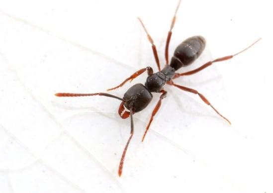 Praga invasora com veneno mortal se espalha pelos EUA e deixa cientistas em alerta