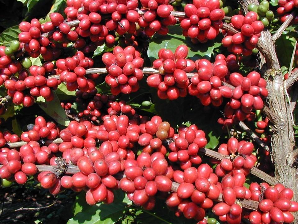 Espírito Santo dá início à colheita do café conilon com evento em Jaguaré