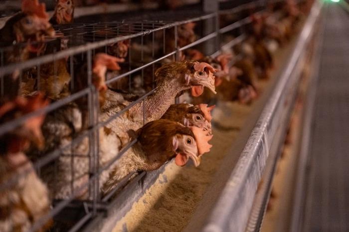 China e UE suspendem compra de frango brasileiro após gripe aviária