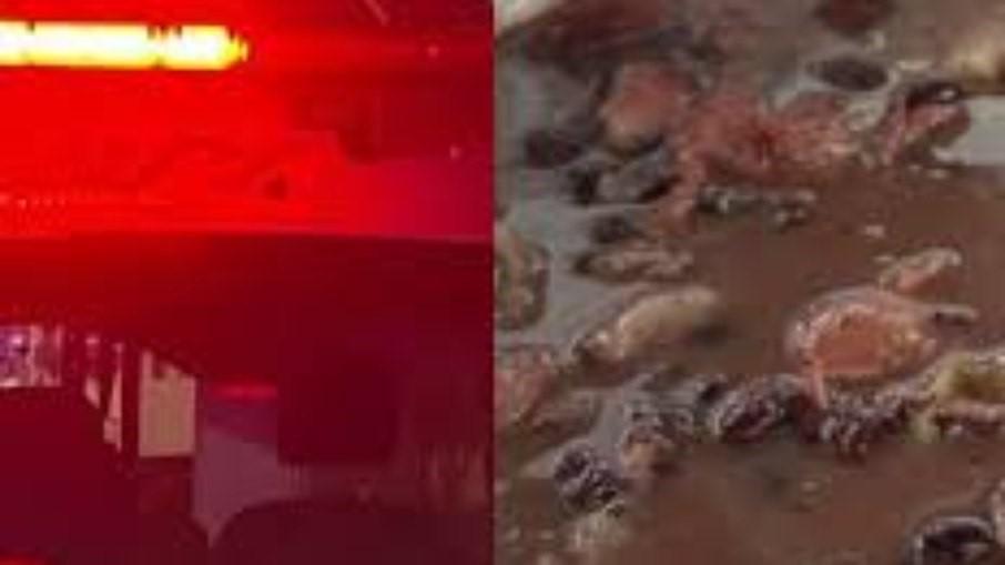 Mulher mata marido e cozinha órgão genital com feijão