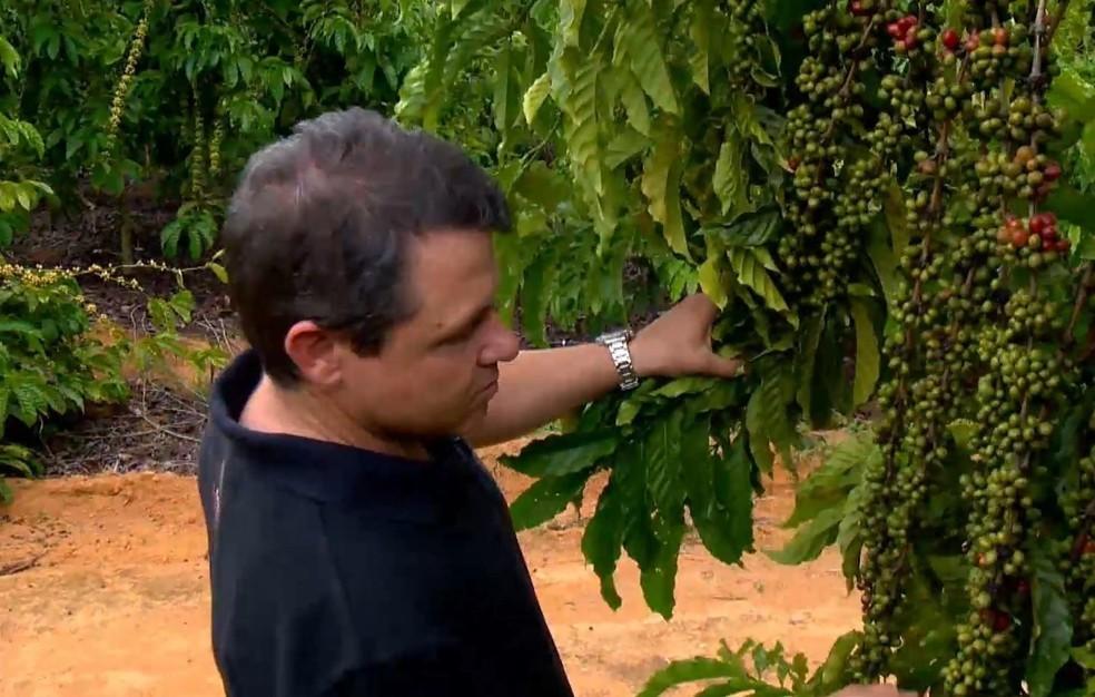Café conilon: preço em alta e safra recorde animam produtores para início da colheita, no ES