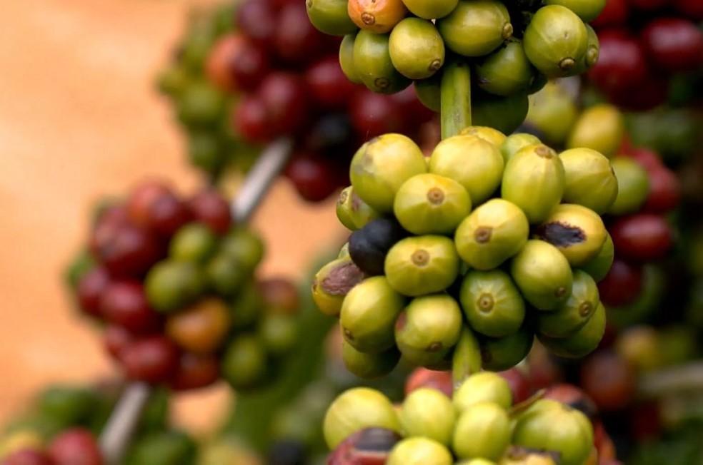 Café conilon: preço em alta e safra recorde animam produtores para início da colheita, no ES
