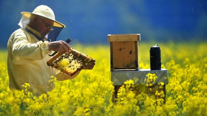 Com apoio da Suzano, apicultores do ES geram renda e fortalecem produção sustentável de mel