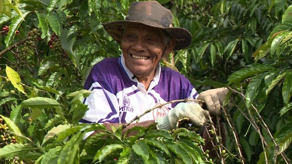 Aos 95 anos, Seu Manoel colhe 8 sacas de café por dia em Vargem Alta, no ES