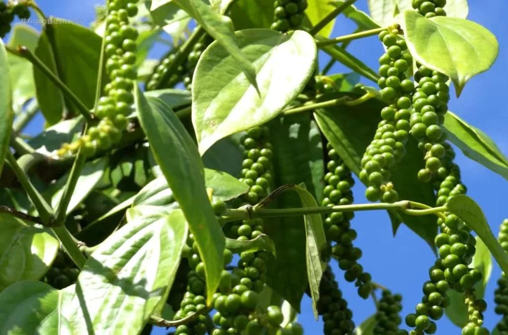Produtores do Espírito Santo apostam em estufas e moringa para fortalecer a produção de pimenta-do-reino
