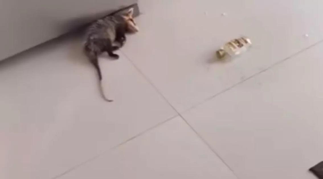 Gambá invade residência, bebe cachaça e dorme embriagado