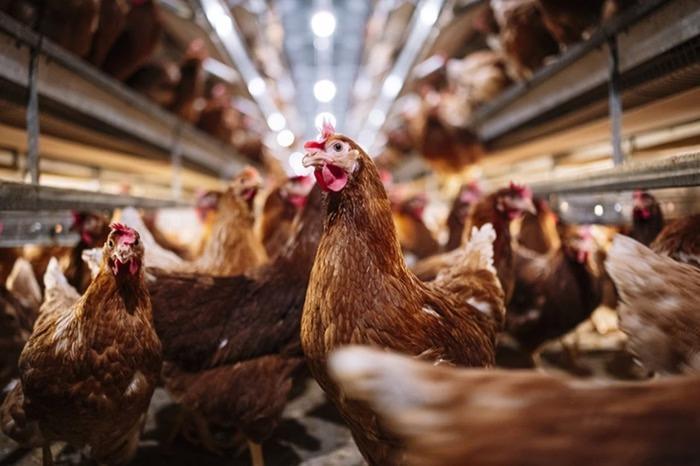 Espírito Santo reforça vigilância contra a gripe aviária