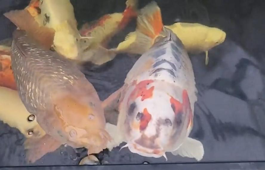 Dono de carpa com ‘rosto humano’ recusa oferta de R$ 53 mil e reforça a segurança em casa