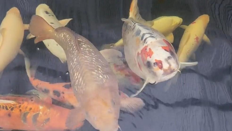 Dono de carpa com ‘rosto humano’ recusa oferta de R$ 53 mil e reforça a segurança em casa
