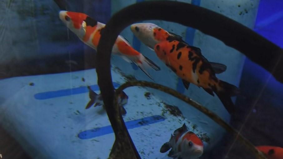 Carro convertido em aquário com peixes se torna atração nas redes
