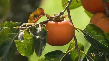 Produção de caqui em meio a outras culturas ganha espaço nas lavouras e vira alternativa de renda de agricultores no ES