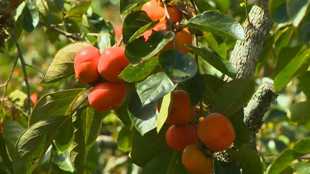 Produção de caqui em meio a outras culturas ganha espaço nas lavouras e vira alternativa de renda de agricultores no ES