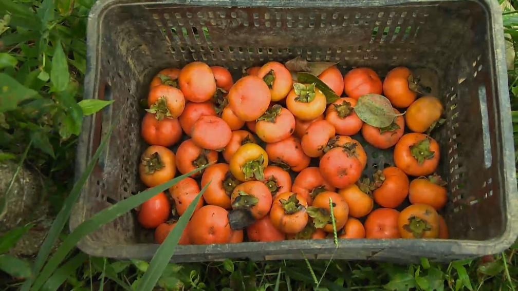 Produção de caqui em meio a outras culturas ganha espaço nas lavouras e vira alternativa de renda de agricultores no ES