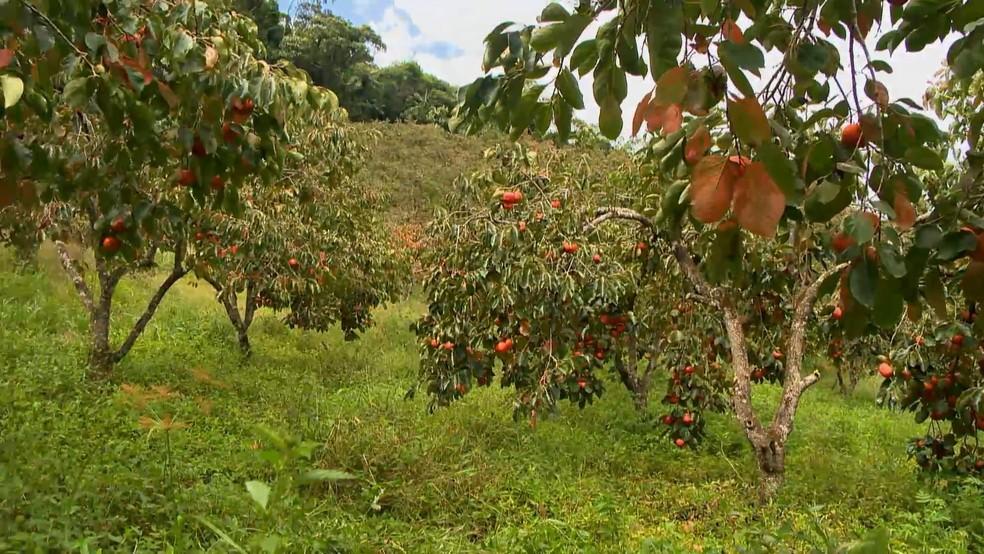 Produção de caqui em meio a outras culturas ganha espaço nas lavouras e vira alternativa de renda de agricultores no ES
