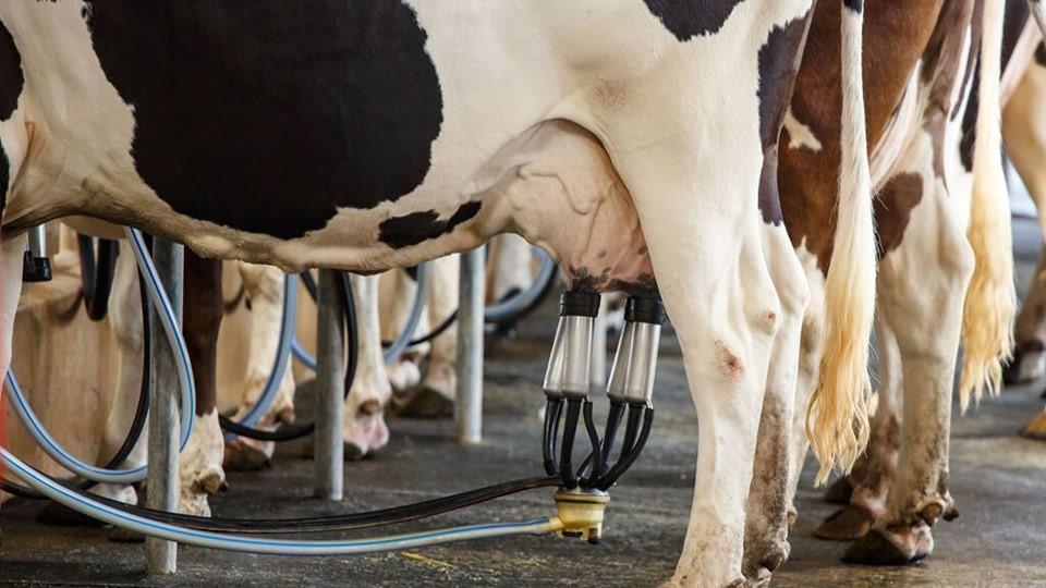 Governo do ES lança edital para fortalecimento da pecuária leiteira com foco em tecnologia e sustentabilidade
