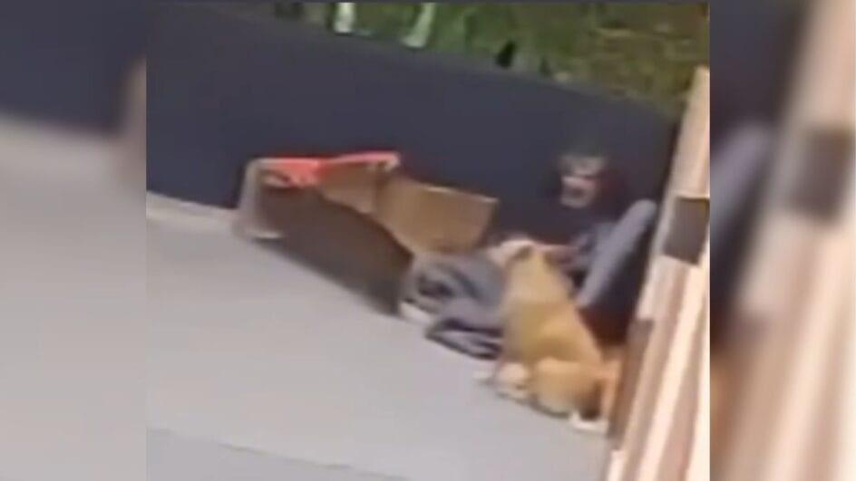 Homem suspeito de estupro contra cachorra é detido