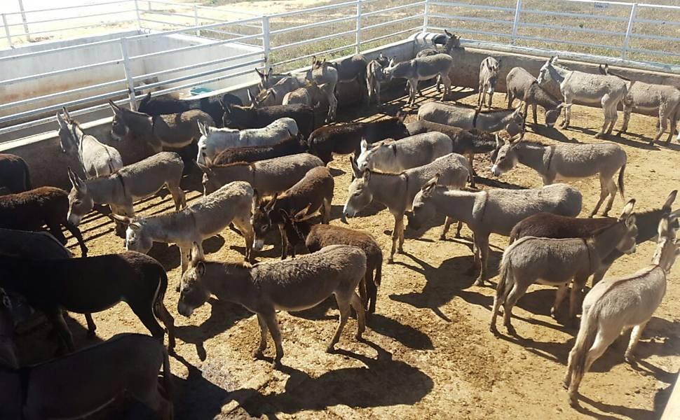 Demanda da China por gelatina coloca jumentos em risco de extinção
