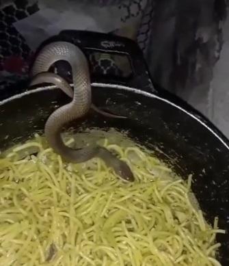 Self-service: cobra é flagrada comendo macarrão direto na panela