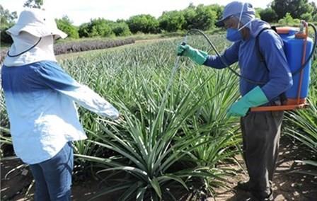 Tecnologia permite colher abacaxi em épocas de melhor preço no Espírito Santo