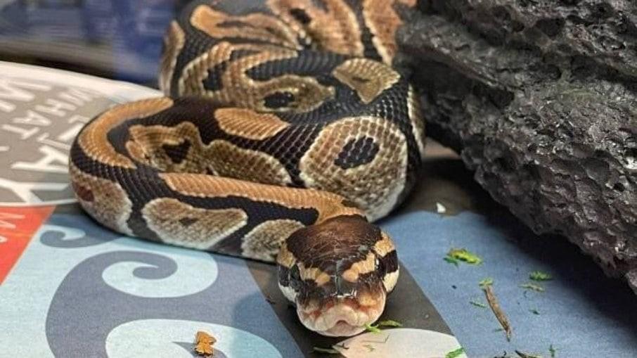 Cientistas descobrem o “segredo” das cobras que digere ossos das presas