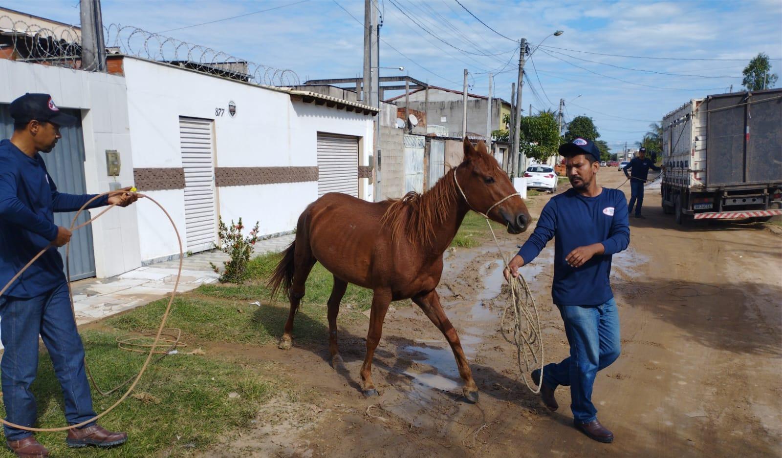 Prefeitura de São Mateus, no ES, realiza recolhimento de cavalos soltos em vias urbanas com cuidado e acompanhamento veterinário