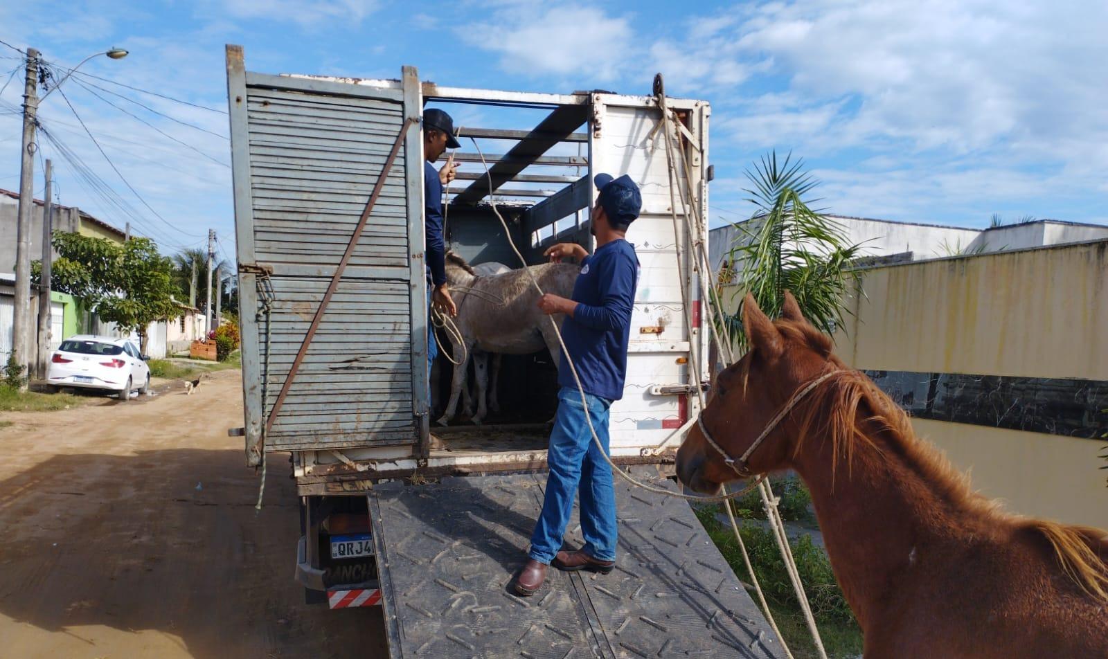 Prefeitura de São Mateus, no ES, realiza recolhimento de cavalos soltos em vias urbanas com cuidado e acompanhamento veterinário