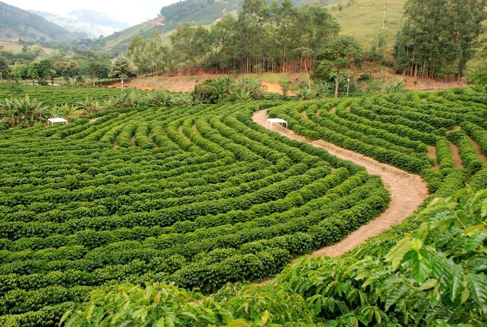 Inscrições abertas para Prêmio Cafés Especiais de Santa Teresa