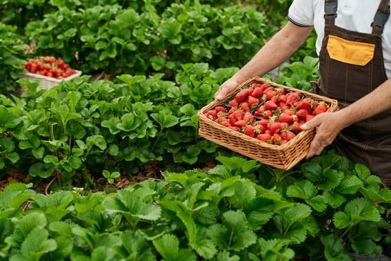 Popularização do ‘morango do amor’ chama atenção para força da produção no ES