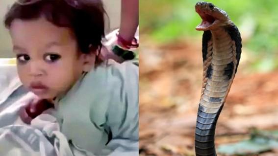 Menino de 2 anos mata cobra venenosa com mordida na cabeça
