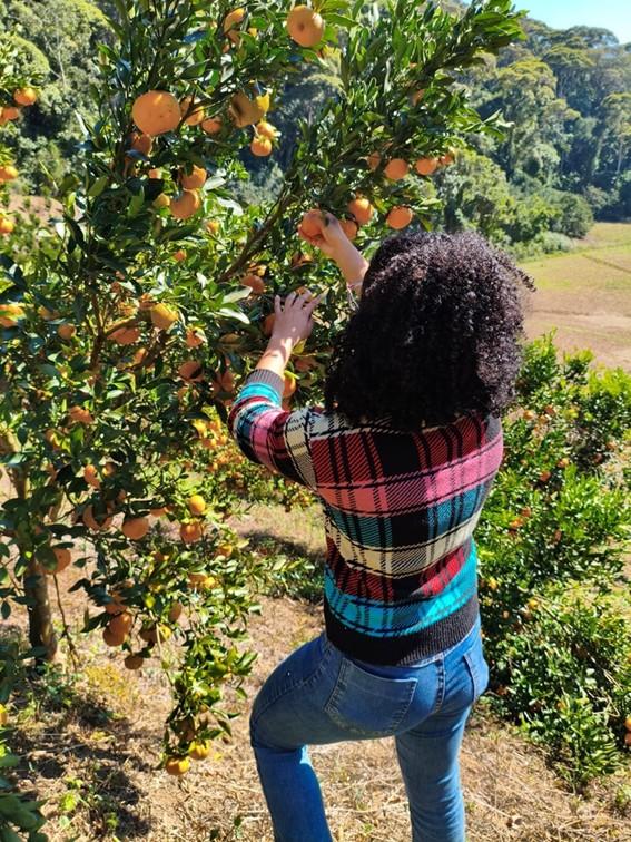 Incaper investiga relação entre nutrição da planta e mancha marrom em tangerinas, no ES