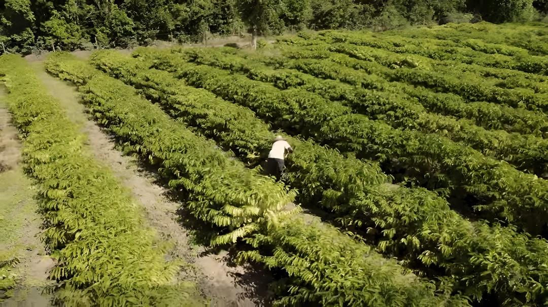 Projeto Quilombo do Café fortalece agricultura em comunidade de Conceição da Barra, no ES