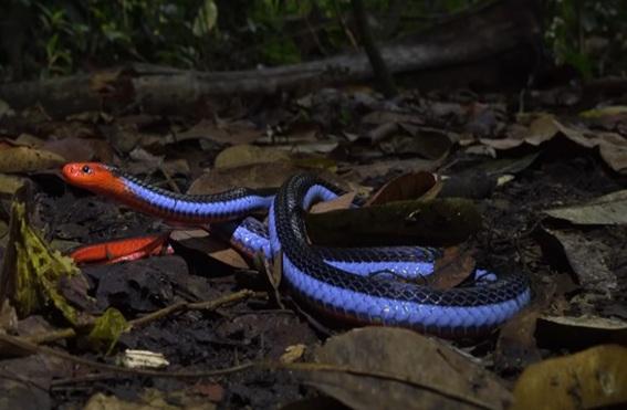 Cobra coral azul: a serpente mais bela (e mortal) do mundo