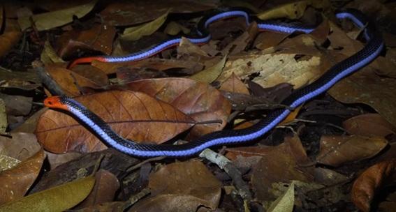 Cobra coral azul: a serpente mais bela (e mortal) do mundo