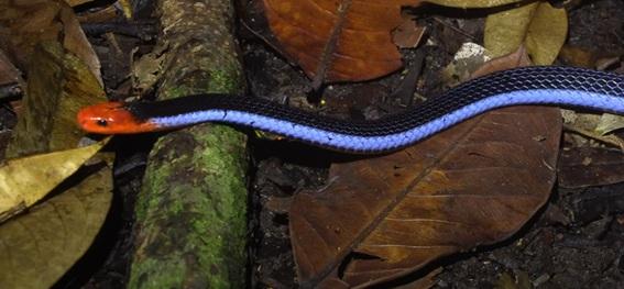 Cobra coral azul: a serpente mais bela (e mortal) do mundo