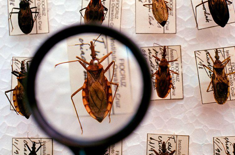 Projeto busca tratar doença de Chagas perto da casa dos pacientes