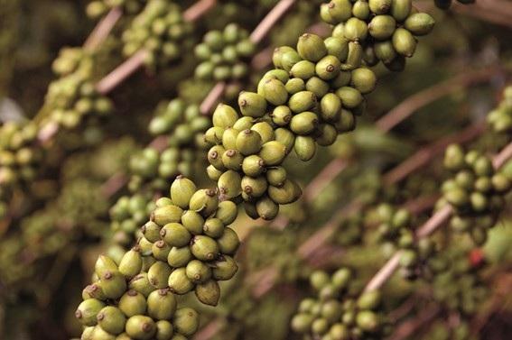 Produção Agropecuária do Espírito Santo bate recorde histórico e chega a R$ 31,2 bilhões