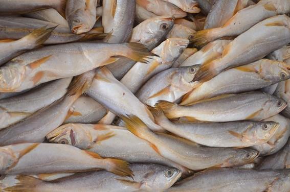 Mercado de peixes da Ceasa-ES: um espaço de tradição e qualidade